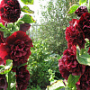 Шток-роза Темно-бордовая фото 2 