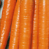Морковь Неженка фото 1 
