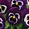 Виола крупноцветковая Маммот Вива ла Виолет фото 2 
