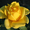 Роза чайно-гибридная Голден Медальон фото 2 